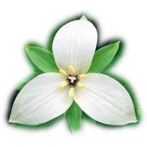 flower real trillium