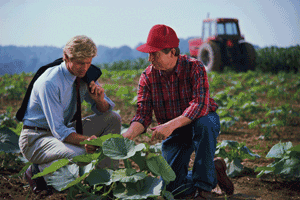 How Taxes Can Affect Business Decisions on the Farm