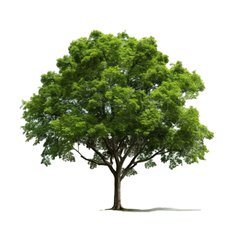 pngtree-tree-forest-tree-png-image_14619746